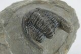 Detailed Cornuproetus Trilobite Fossil - Morocco #222468-4